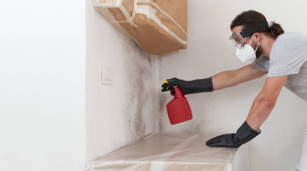 Basement Mold Remediation treatment on basement walls in Hatboro